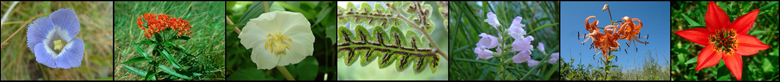 TopBannerFlore