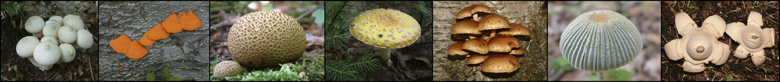 BannerChampignons
