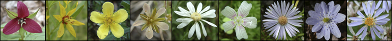 BannerMacro1