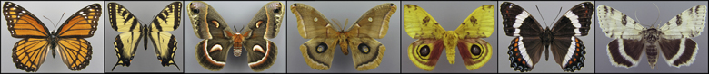 BannerPapillons
