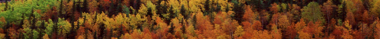 TopBannerServices